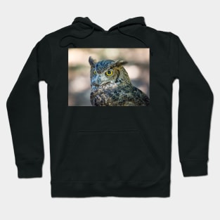 Owl Portrait, Grants Pass, Oregon, 2016 Hoodie